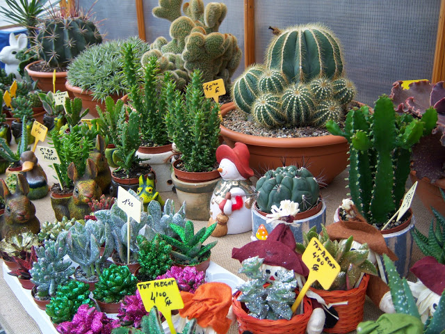 Cactus.JPG
