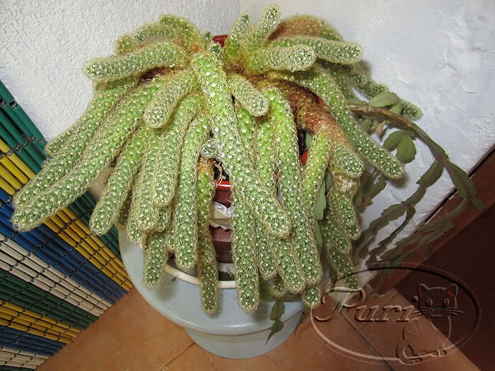 CACTUS.jpg