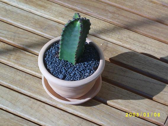 cactus.JPG