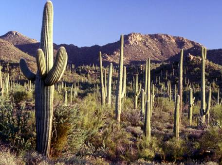 cactus.jpg