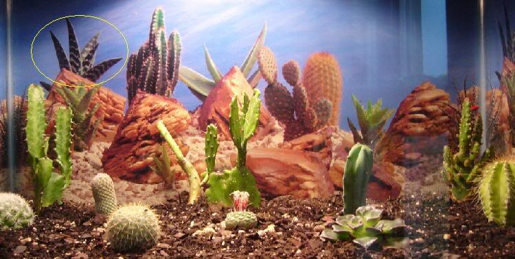 cactus.jpg