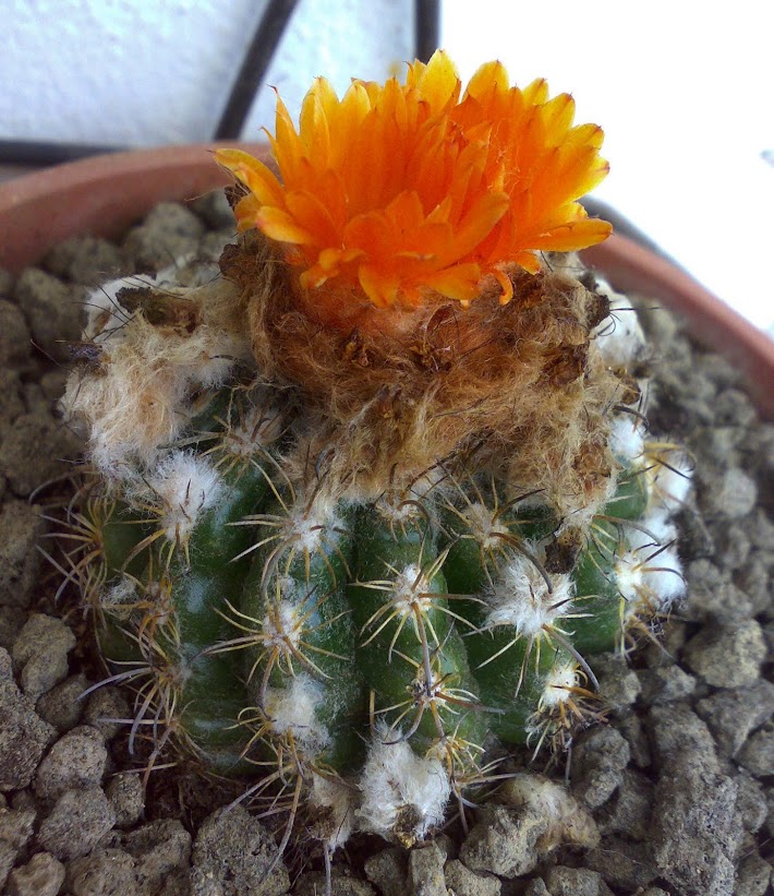 cactus.jpg