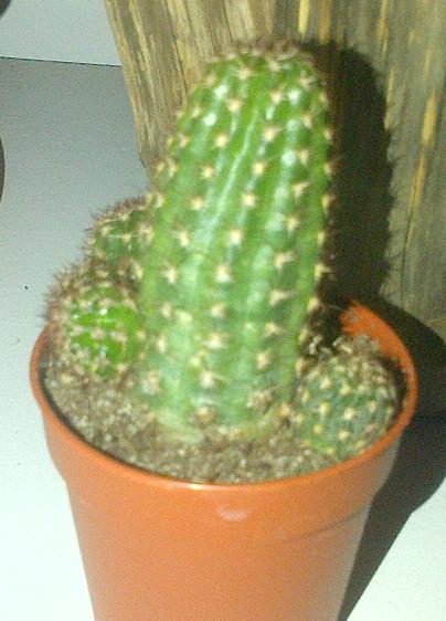 cactus.jpg