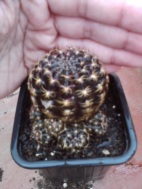 cactus.jpg