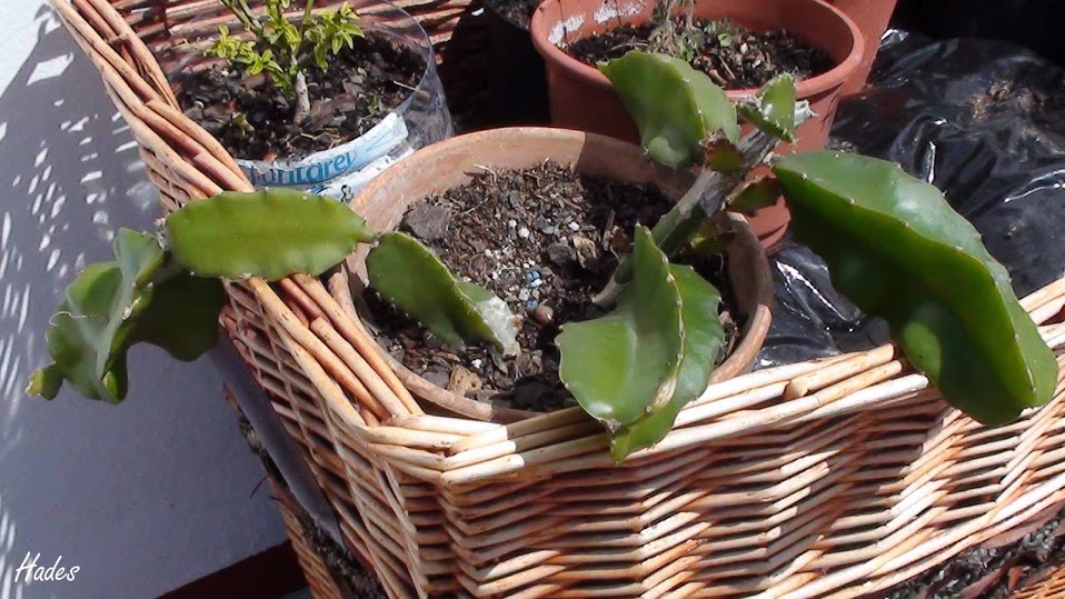 cactus.jpg