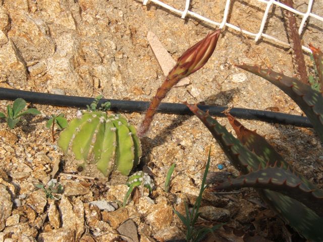 cactus.jpg