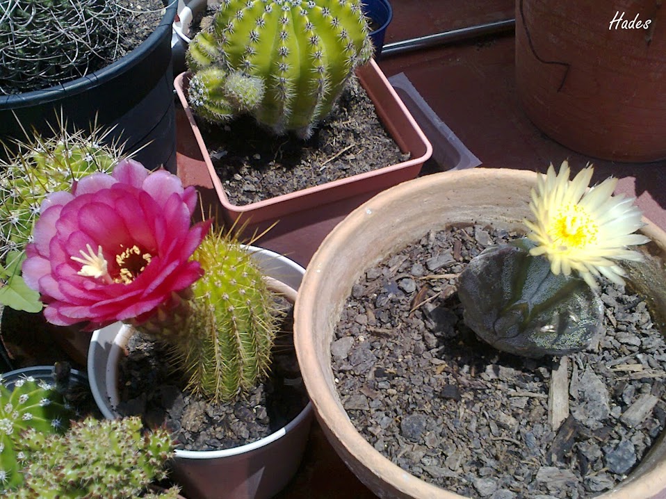 cactus.jpg