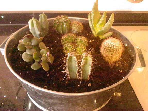cactus.jpg