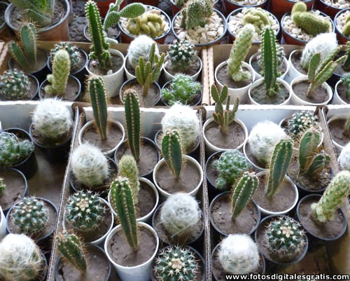 Cactus-Macetas2-FDG.jpg