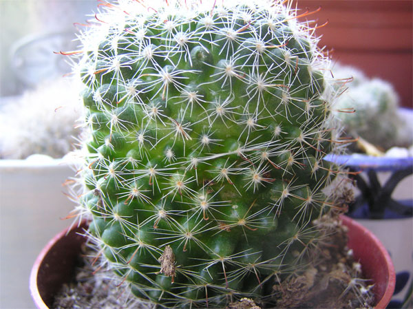 cactus-nous-001.jpg