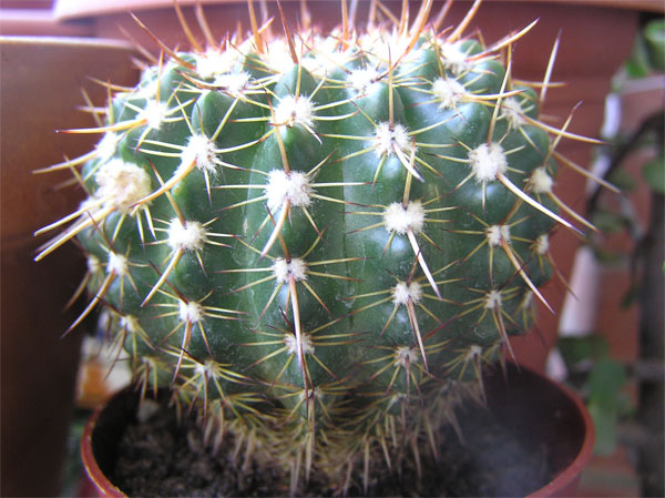 cactus-nous-002.jpg