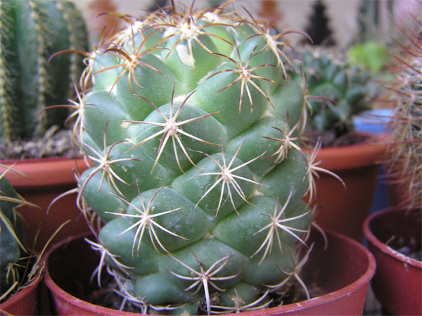 cactus-nous-006.jpg