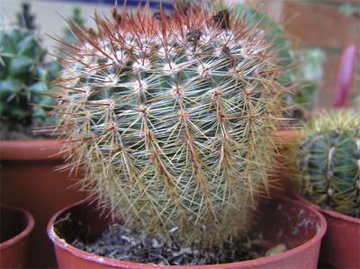 cactus-nous-007.jpg