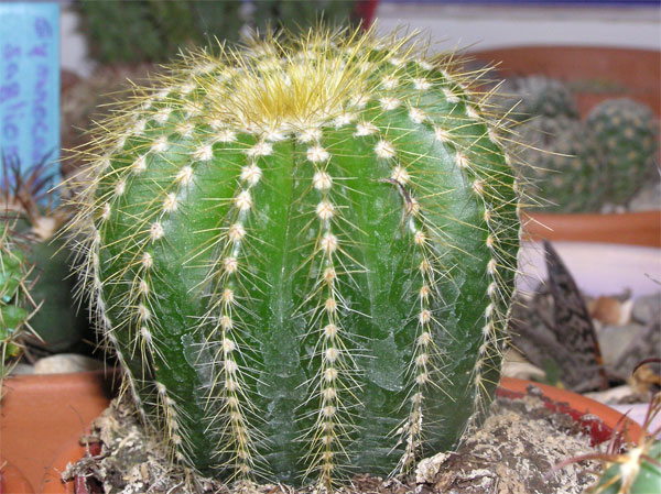 cactus-nous-010.jpg
