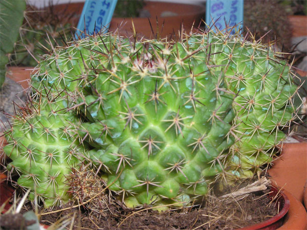 cactus-nous-011.jpg