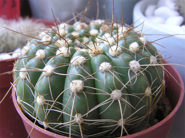 cactus-nous-014.jpg