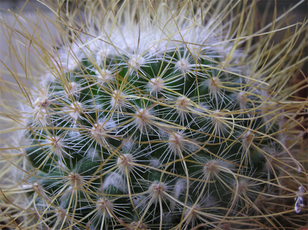 cactus-nous-017.jpg