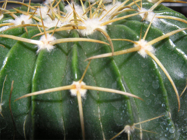 cactus-nous-018.jpg