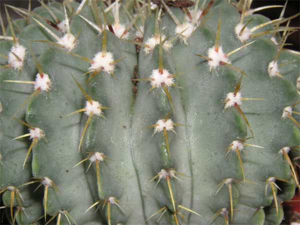 cactus-nous-019.jpg