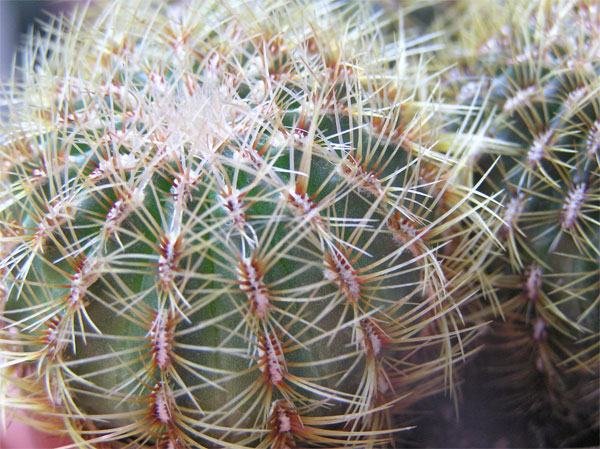 cactus-nous-020.jpg