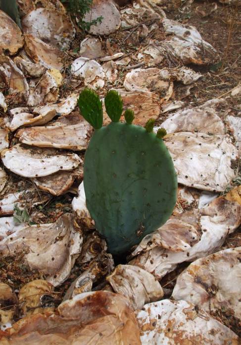 cactus-pie.jpg