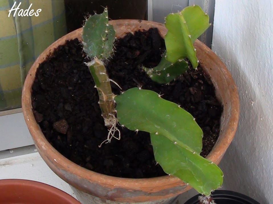 cactus+raro.jpg