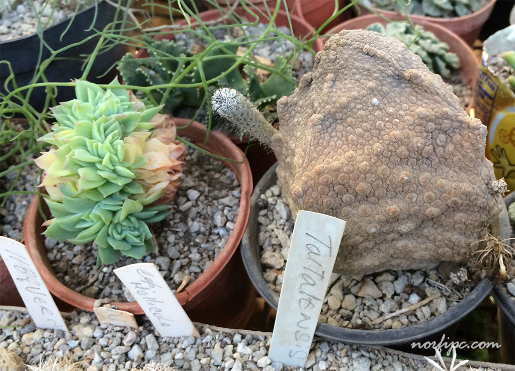 cactus-taltalensis-similar-piedra.jpe