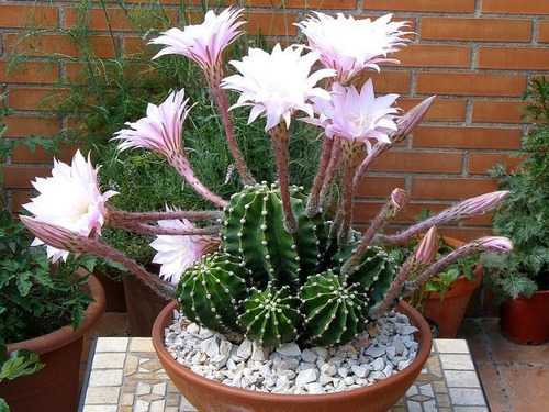 cactus-y-crasas-echinopsis-multiplex-457711-MLA20618440693_032016-O.jpg