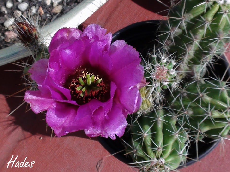 cactus+y+flor.jpg