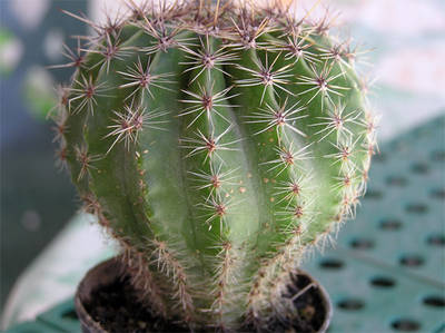 cactus0-001.jpg