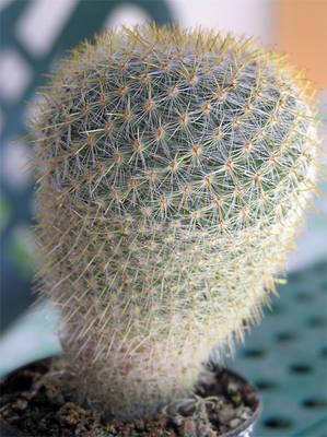 cactus0-002.jpg