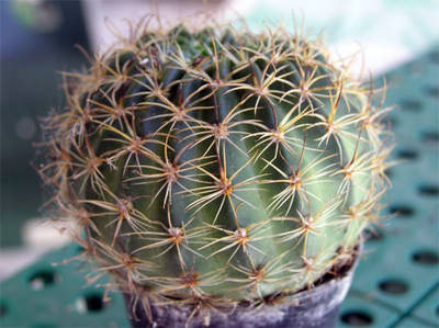 cactus0-003.jpg