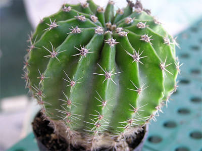 cactus0-004.jpg