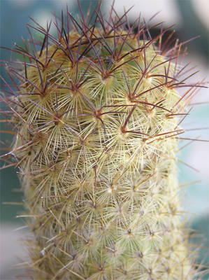 cactus0-006.jpg