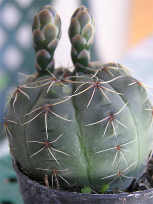 cactus0-007.jpg