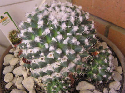 cactus0.jpg
