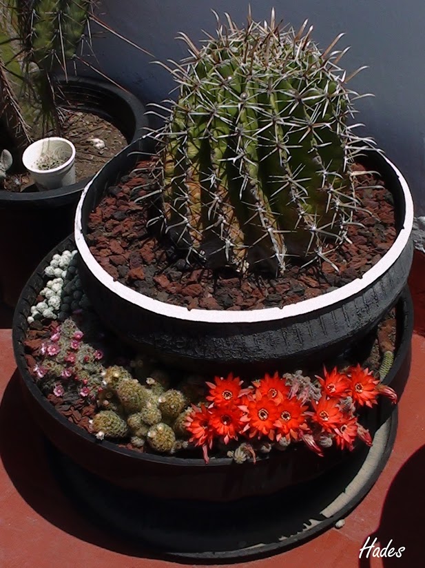 cactus01-1.jpg