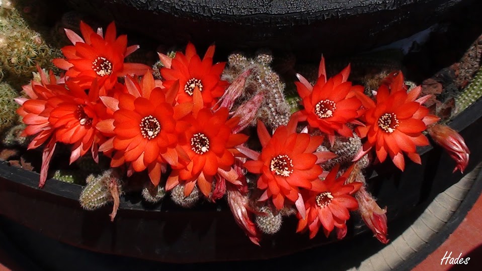 cactus01-2.jpg