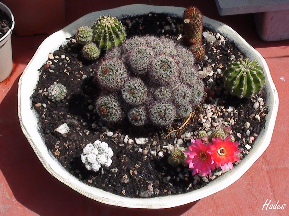 cactus02-1.jpg
