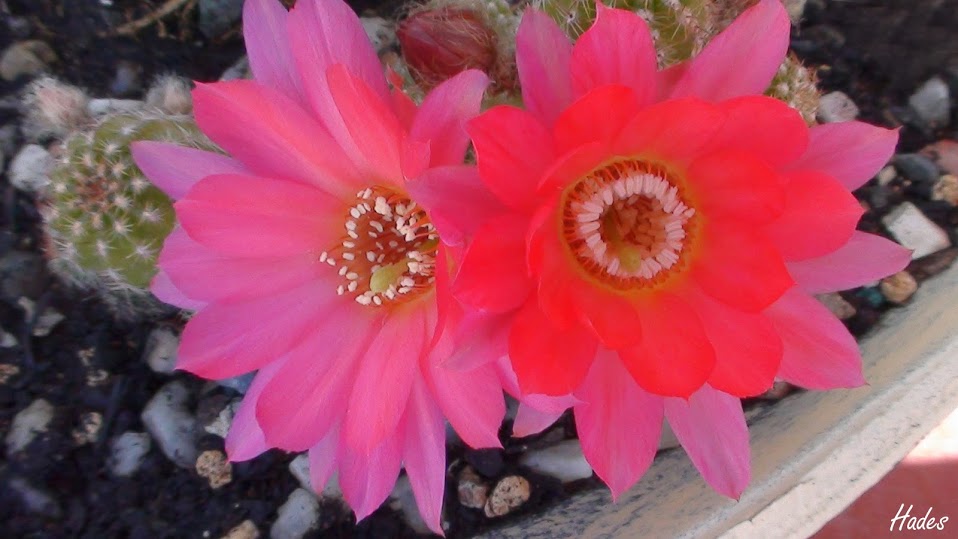 cactus02-2.jpg