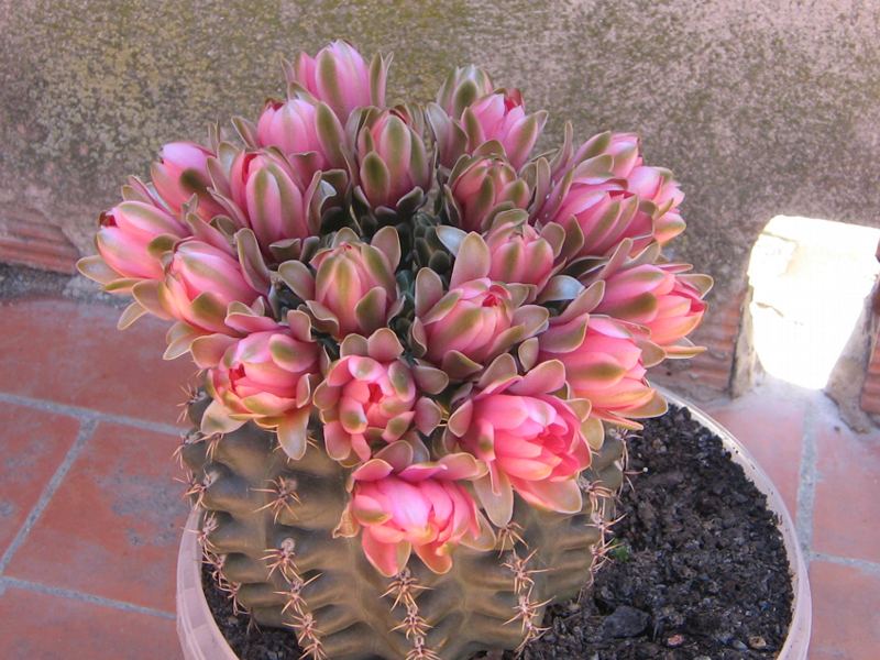 cactus02.jpg