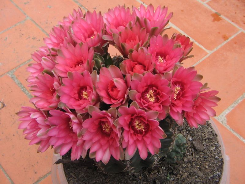 cactus04.jpg