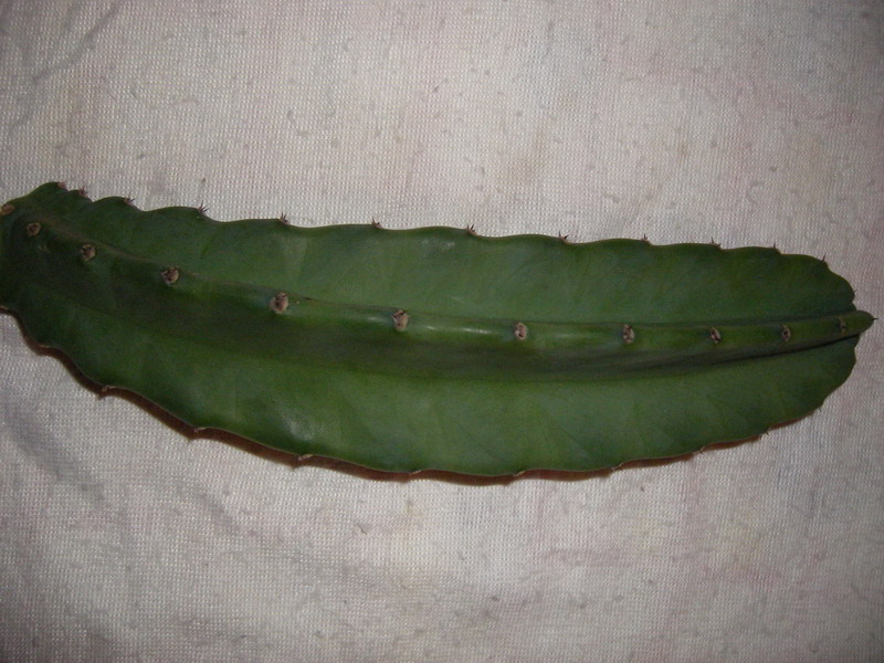 cactus04_desconocido.jpg