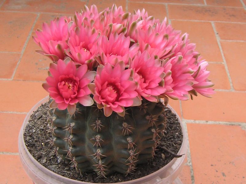 cactus05.jpg