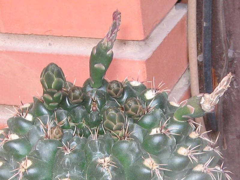 cactus06.jpg