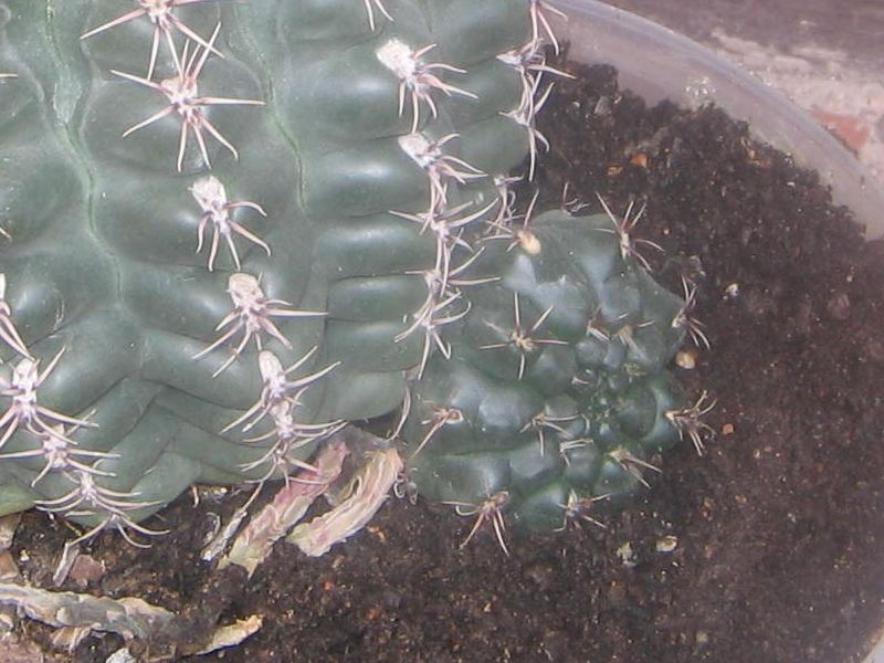 cactus07.jpg