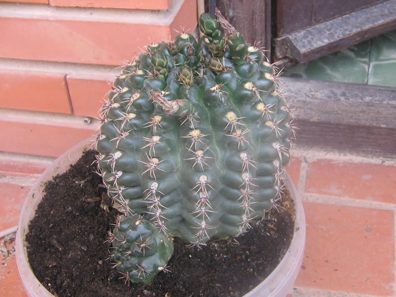 cactus08.jpg