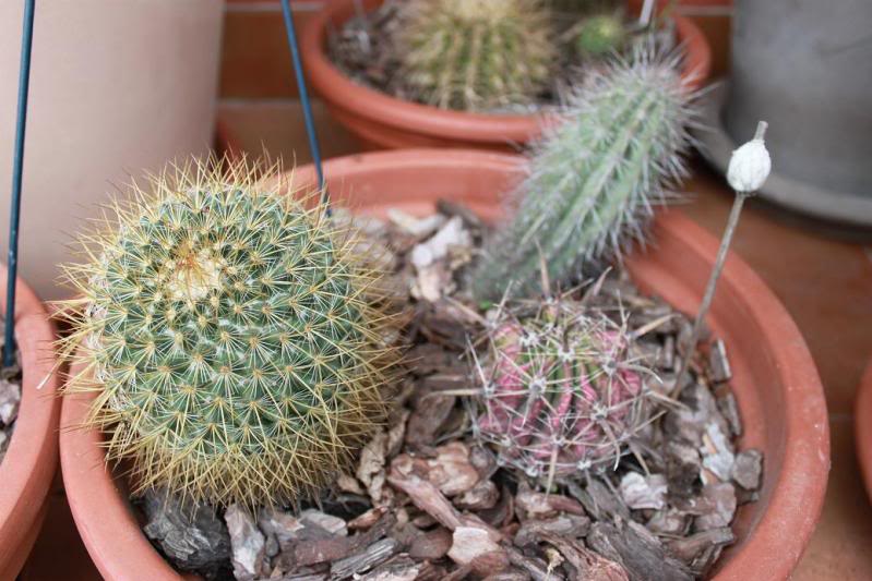 cactus1-1.jpg