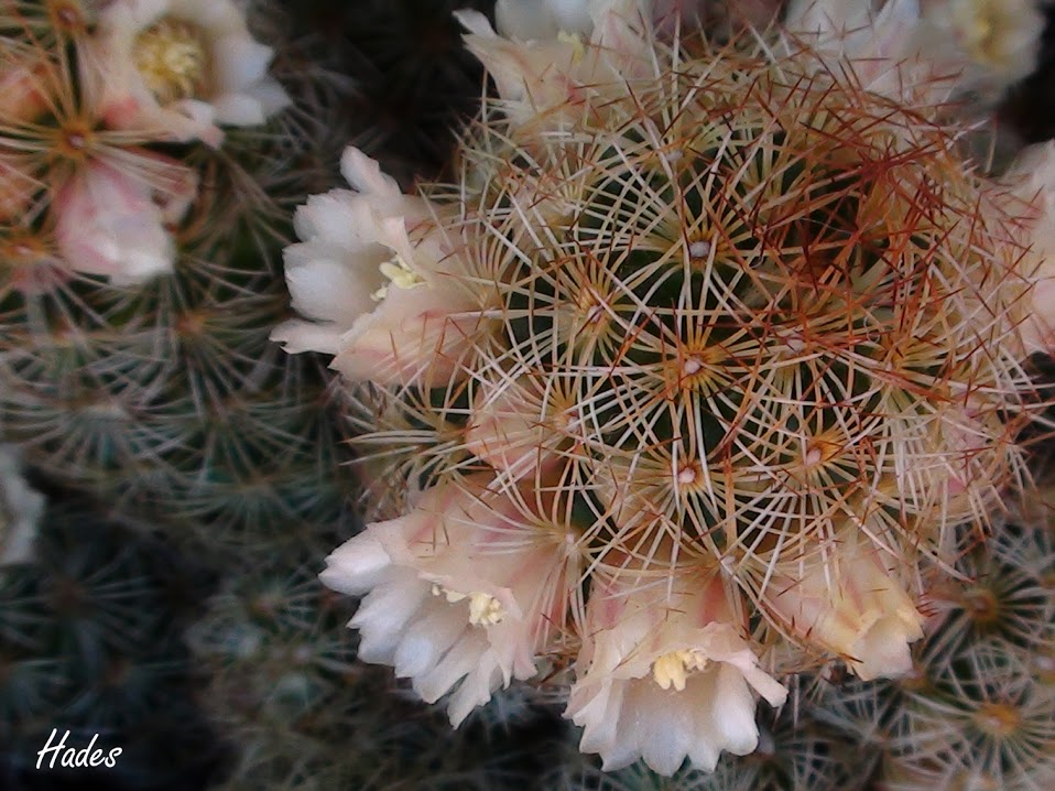 cactus1.2.jpg