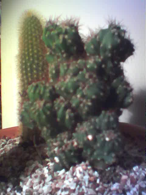 Cactus1%7E0.jpg